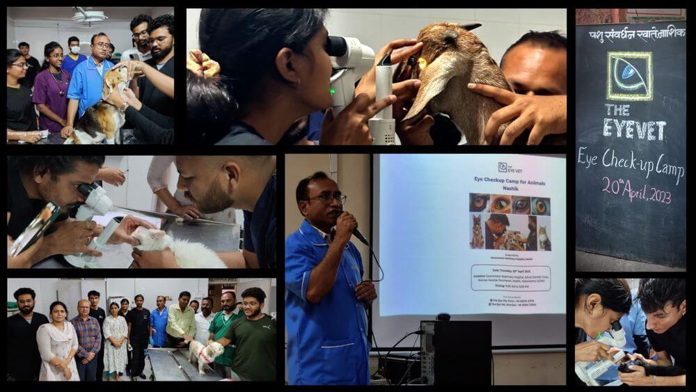 Eye checkup camp for animals